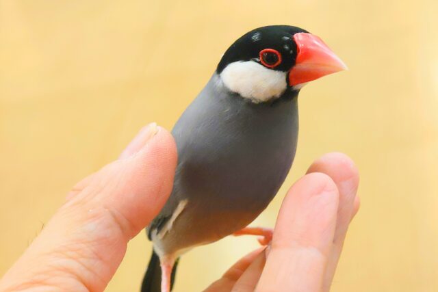 癒やしの引き出しが。。いっぱい☆☆☆　桜文鳥〜〜