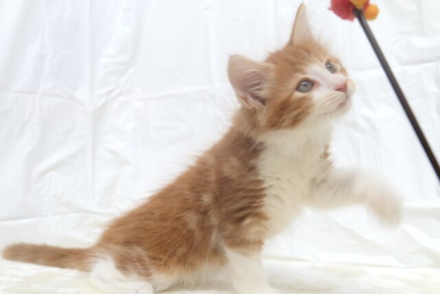 ノルウェージャンフォレストキャット