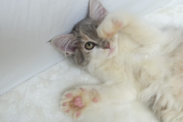 ノルウェージャンフォレストキャット