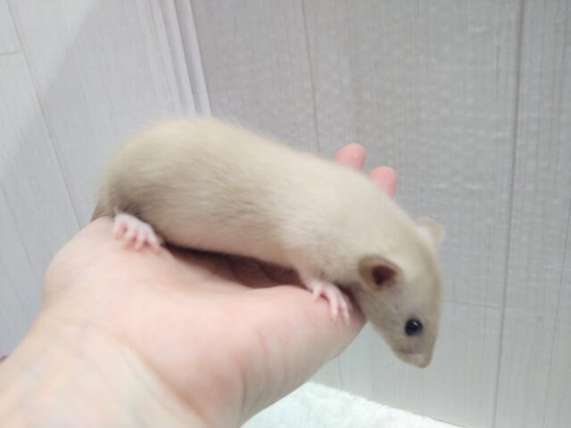 ファンシーラット