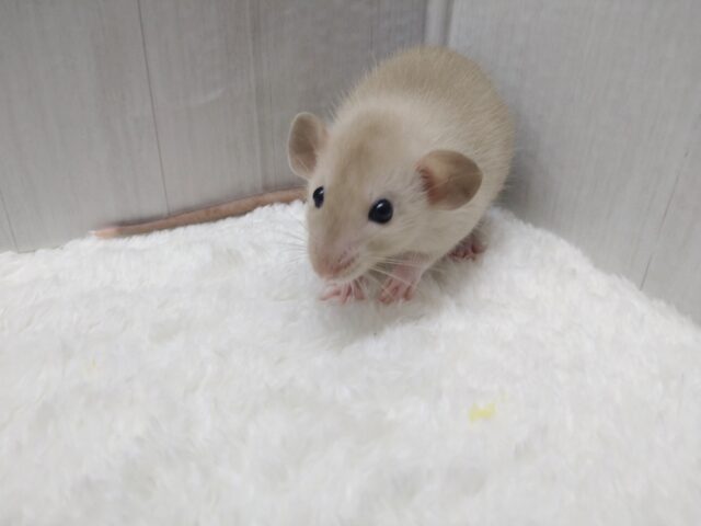 あまあまカフェモカカラーなラットさん来ましたよ〜濃いめ〜