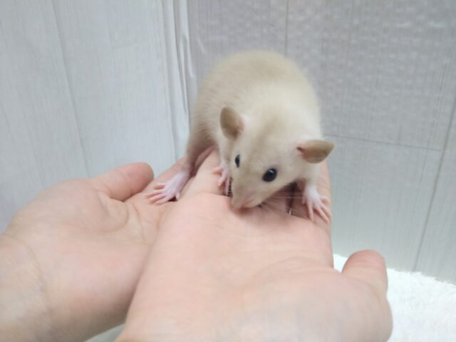 ファンシーラット