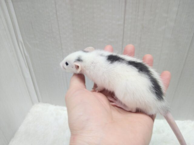 ファンシーラット