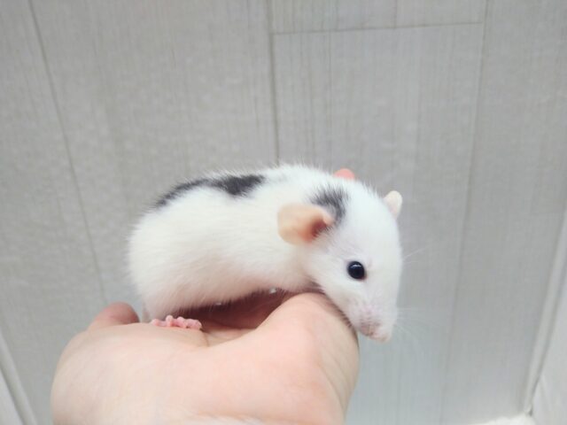 ファンシーラット