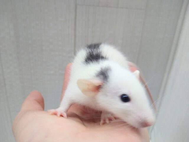 ファンシーラット