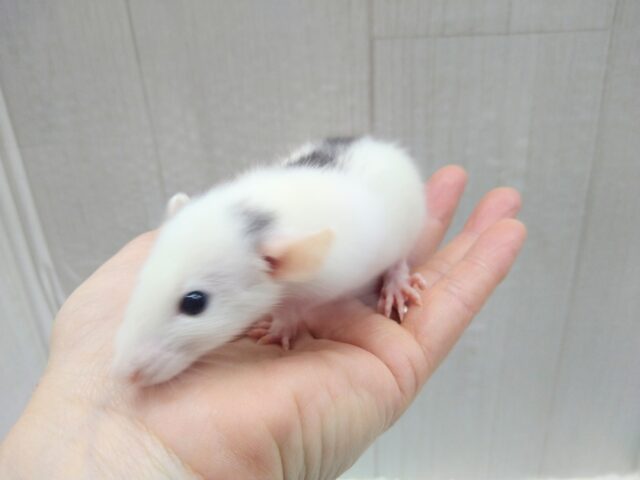 ファンシーラット