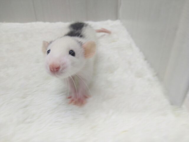 ファンシーラット