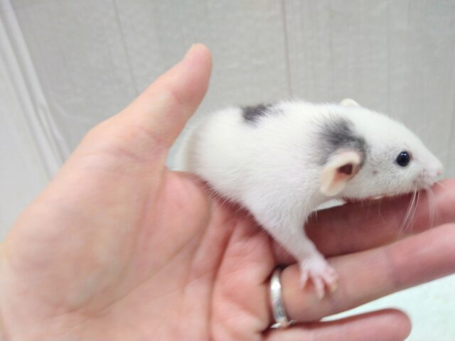 ファンシーラット