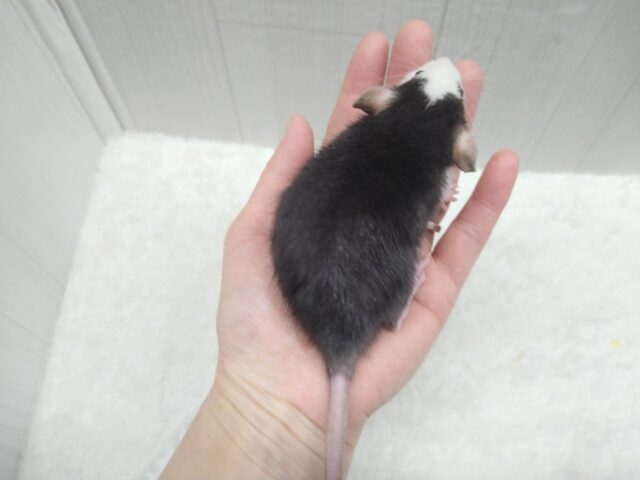 ファンシーラット