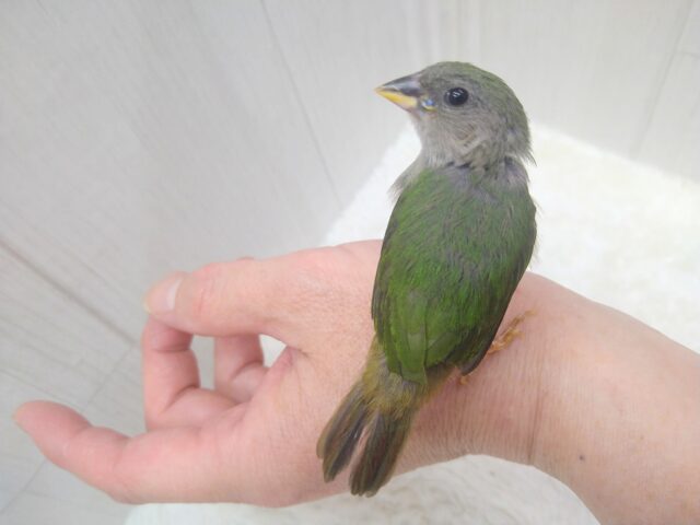 チモールセイコウチョウ