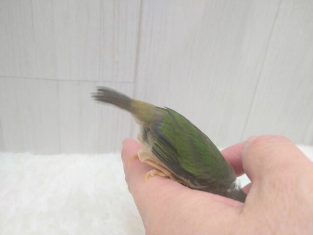 チモールセイコウチョウ