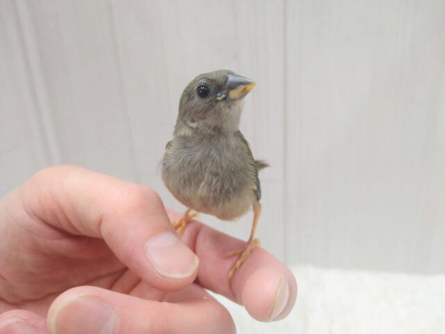 チモールセイコウチョウ