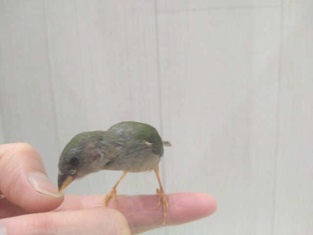 チモールセイコウチョウ