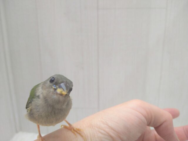 チモールセイコウチョウ