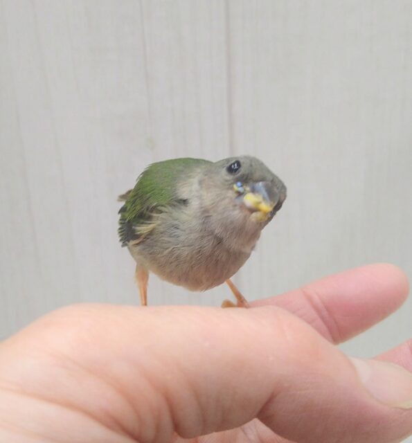 チモールセイコウチョウ