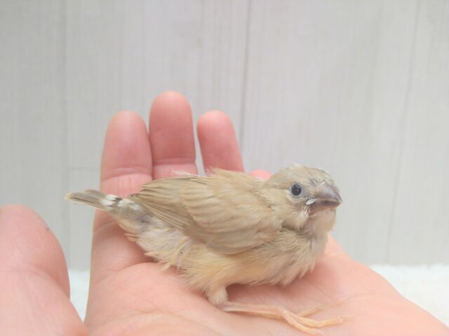 錦花鳥（キンカチョウ）