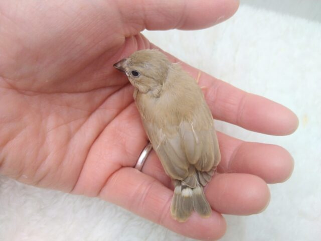 錦花鳥（キンカチョウ）