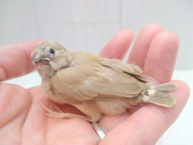 錦花鳥（キンカチョウ）