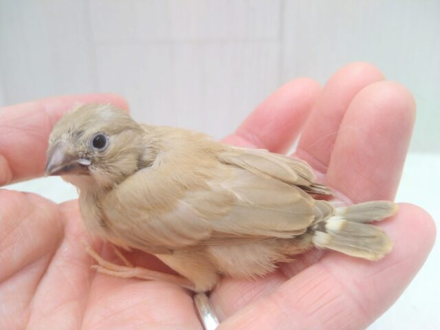 錦花鳥（キンカチョウ）