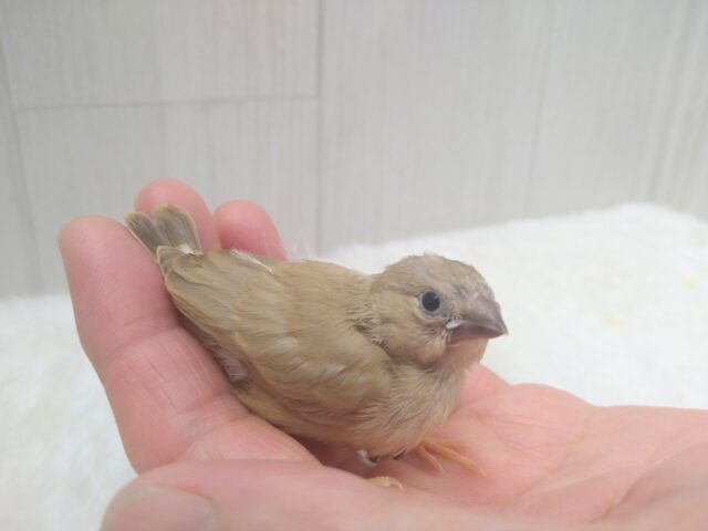 錦花鳥（キンカチョウ）