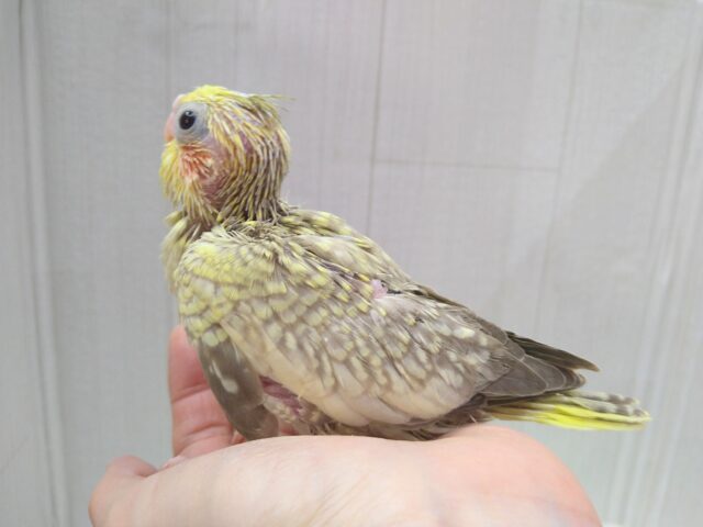 オカメインコ