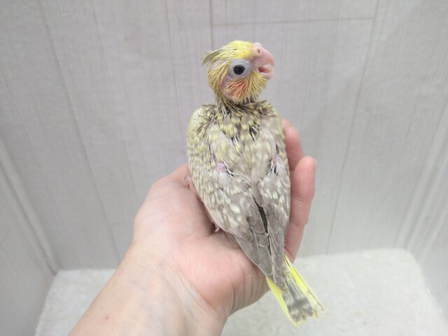オカメインコ