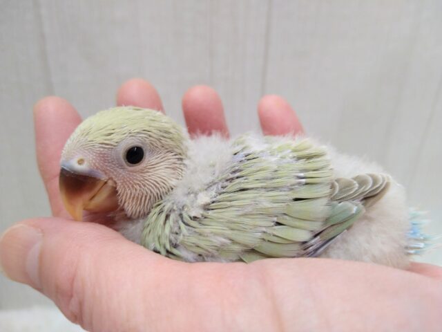 あわあわカラーなコザクラインコのヒナさん来ましたよ〜シナモン