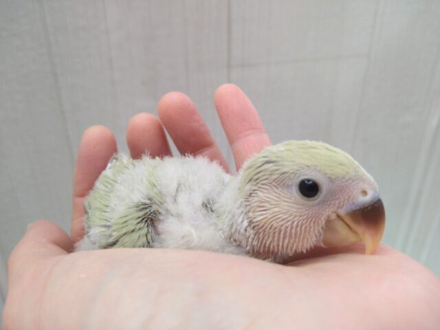 コザクラインコ（小桜インコ）