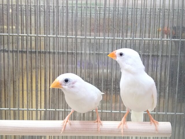 錦花鳥（キンカチョウ）