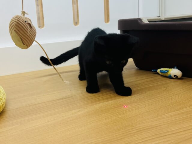 スコティッシュフォールド