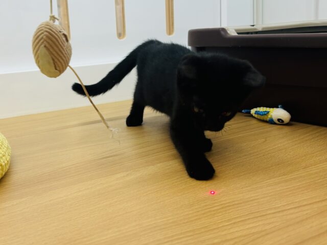 スコティッシュフォールド