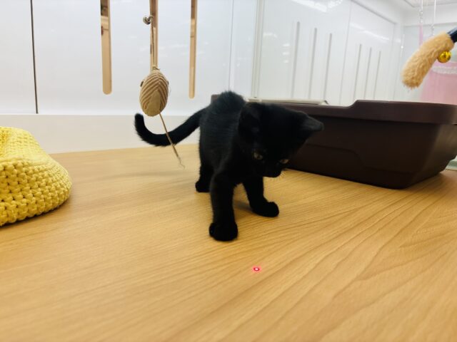 スコティッシュフォールド