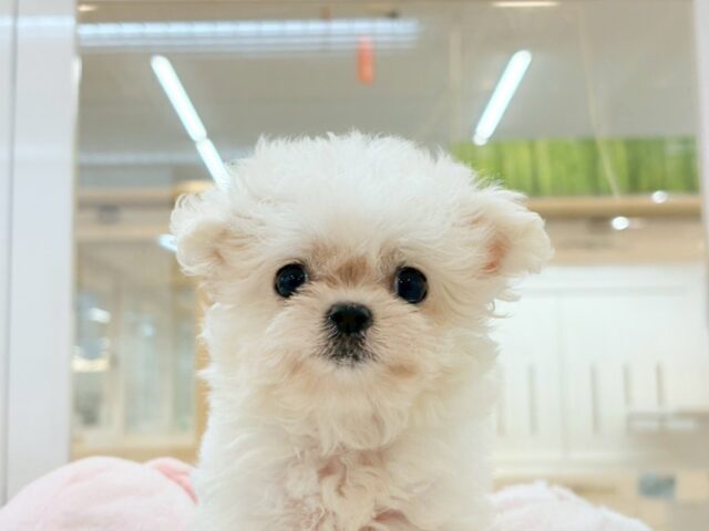 チワマル（マルチワ）