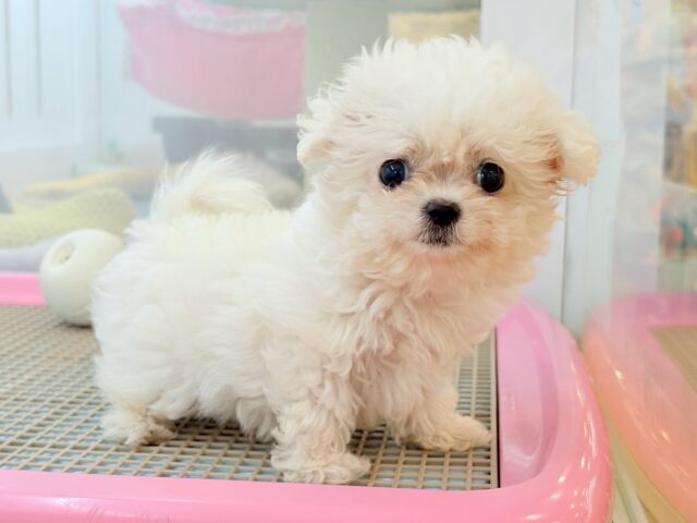 チワマル（マルチワ）