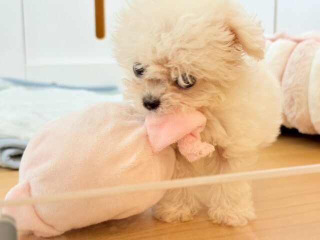 チワマル（マルチワ）