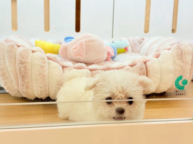 チワマル（マルチワ）