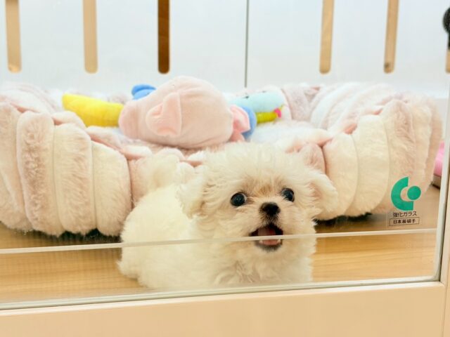 チワマル（マルチワ）