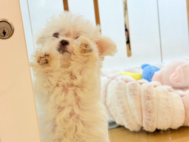 チワマル（マルチワ）