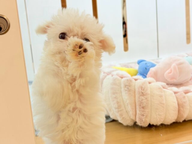 チワマル（マルチワ）