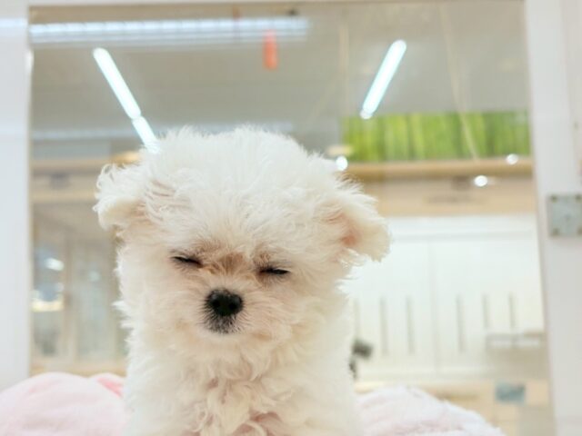 チワマル（マルチワ）