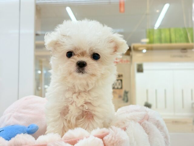 チワマル（マルチワ）