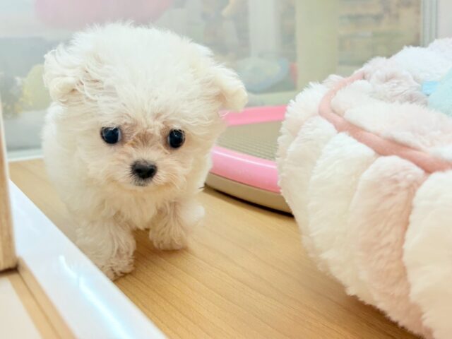 チワマル（マルチワ）