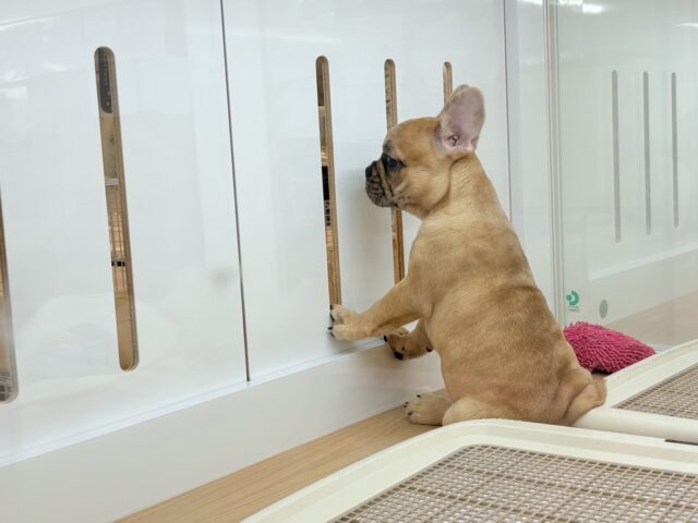 フレンチブルドッグ