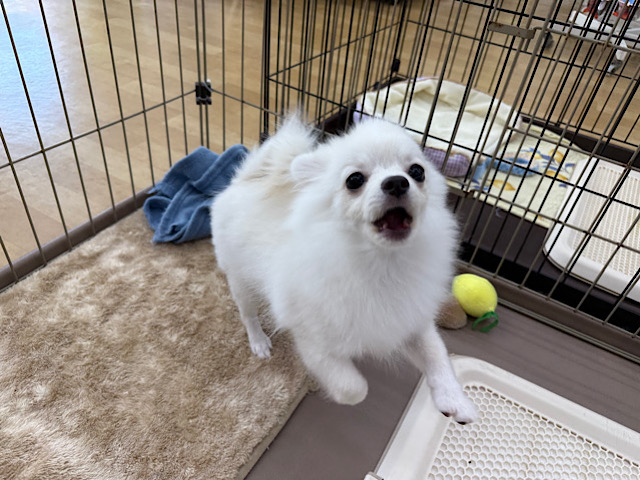 ポメチー（ポメチワ）