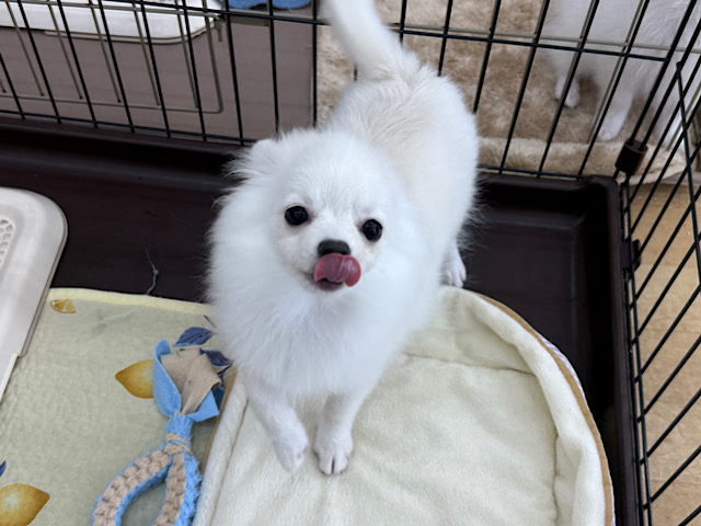 ポメチー（ポメチワ）