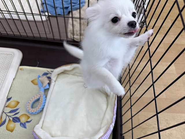 ポメチー（ポメチワ）