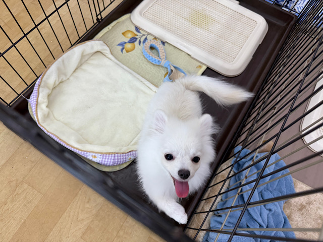 ポメチー（ポメチワ）