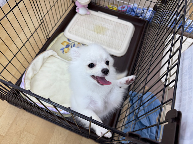 ポメチー（ポメチワ）