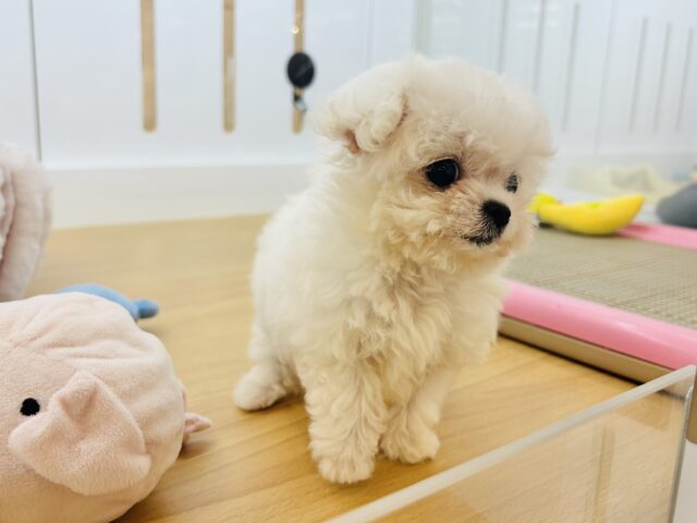 チワマル（マルチワ）