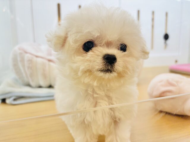 チワマル（マルチワ）